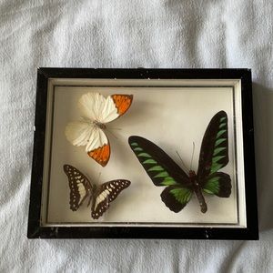 Three Butterflies in Frame